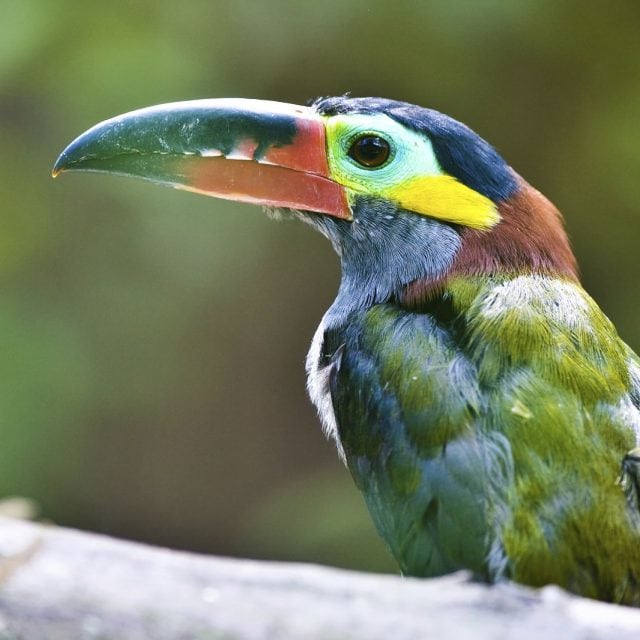 Guianan Toucanet