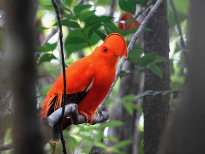 Guyana: Neotropical Wilderness Birding