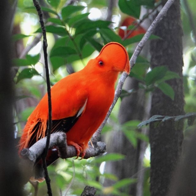 Guianan Cock-of-the-Rock