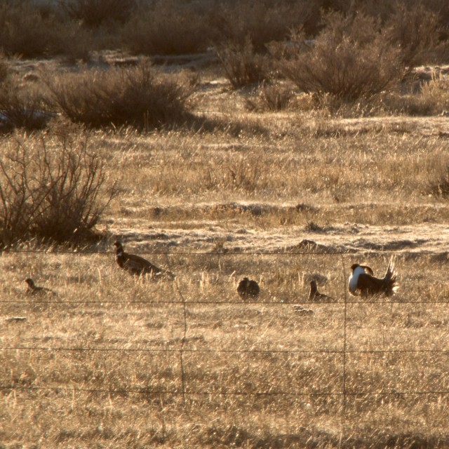Gunnison Sage Grouse lek