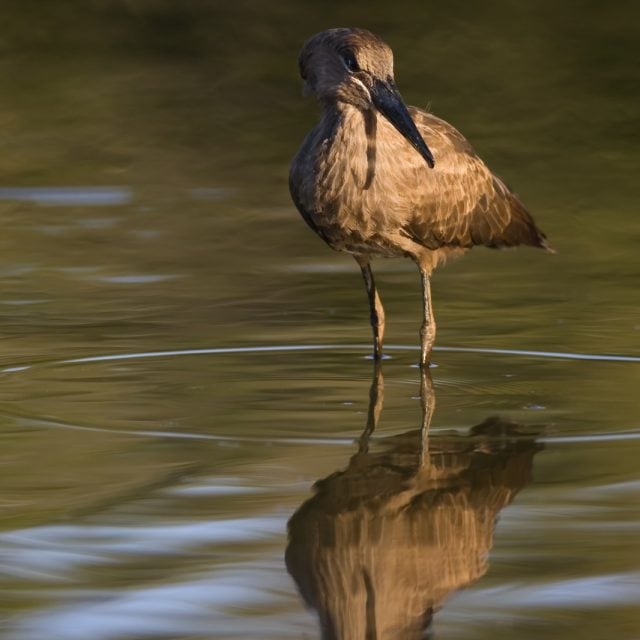Hamerkop