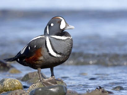 Ultimate British Columbia: Coast & Grasslands