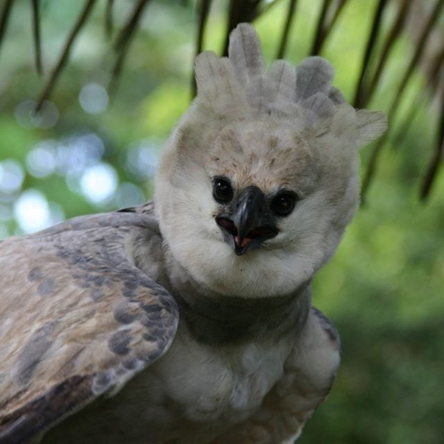 Harpy Eagle