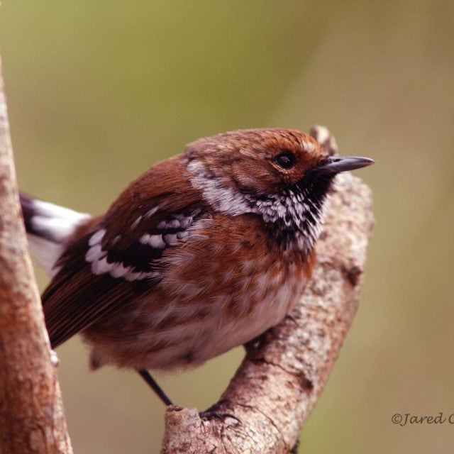 Elepaio-PuuOo © Jared Clarke