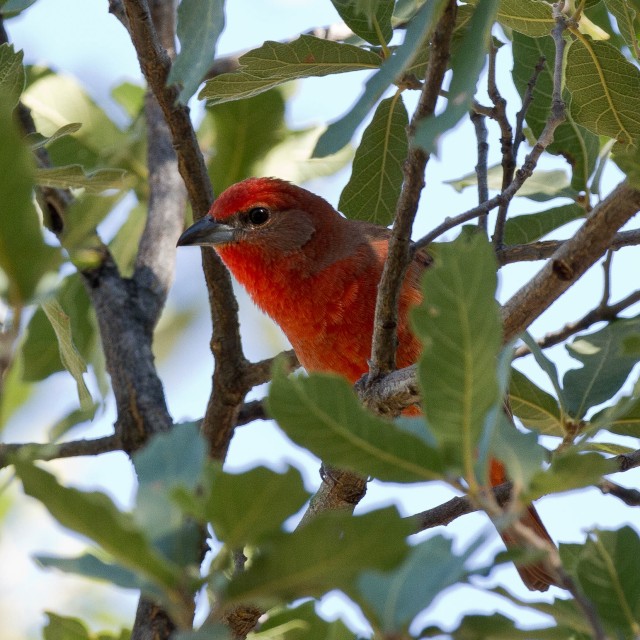 Hepatic Tanager