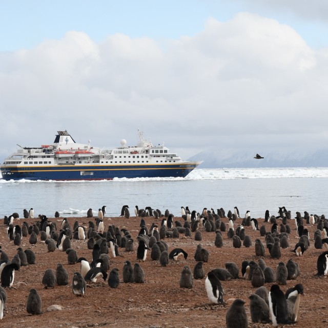 Heritage Adventurer and Adelie Penguin colony © A Russ - Heritage Adventurer