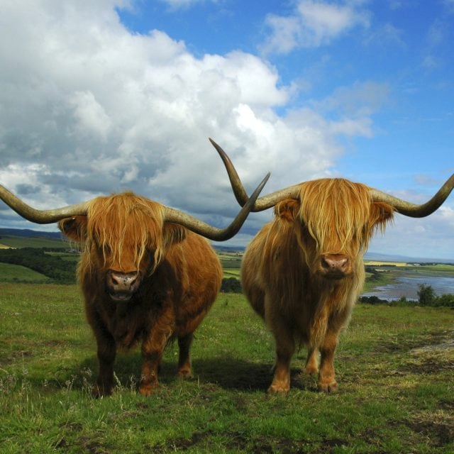 Highland Cattle