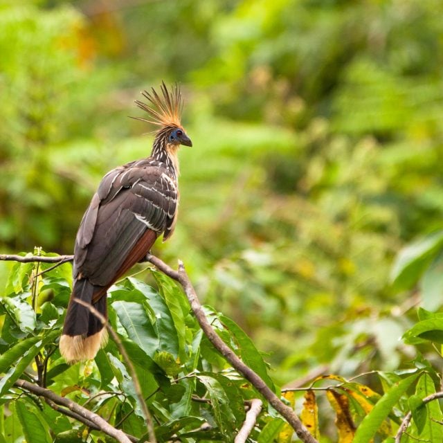 Hoatzin