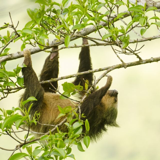 Hoffmann's two-toed sloth © S Ogle