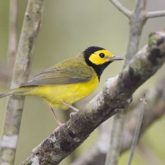 Hooded Warbler