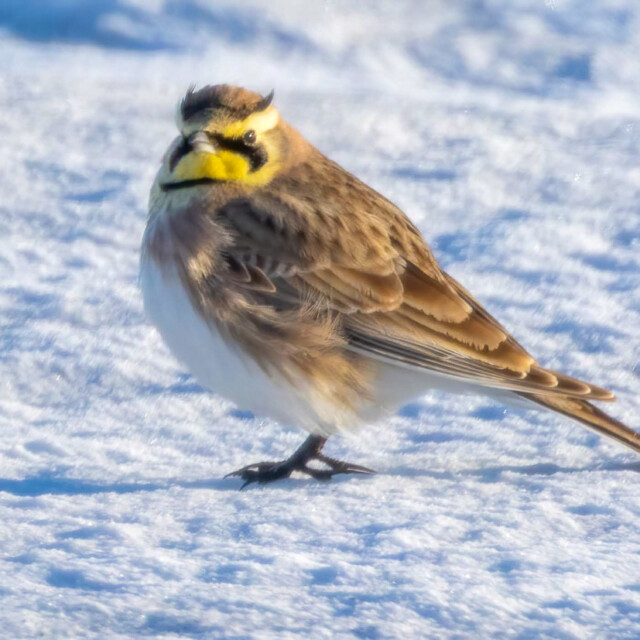 Horned Lark