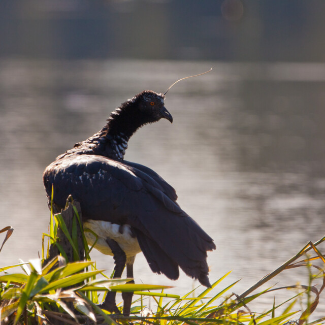 Horned Screamer
