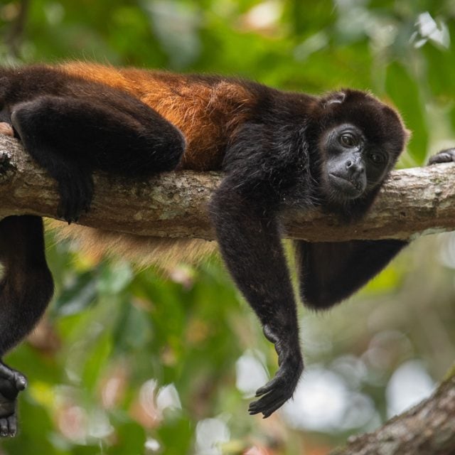 Howler Monkey