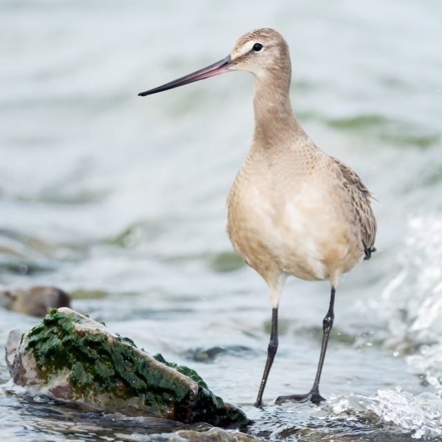 Hudsonian Godwit