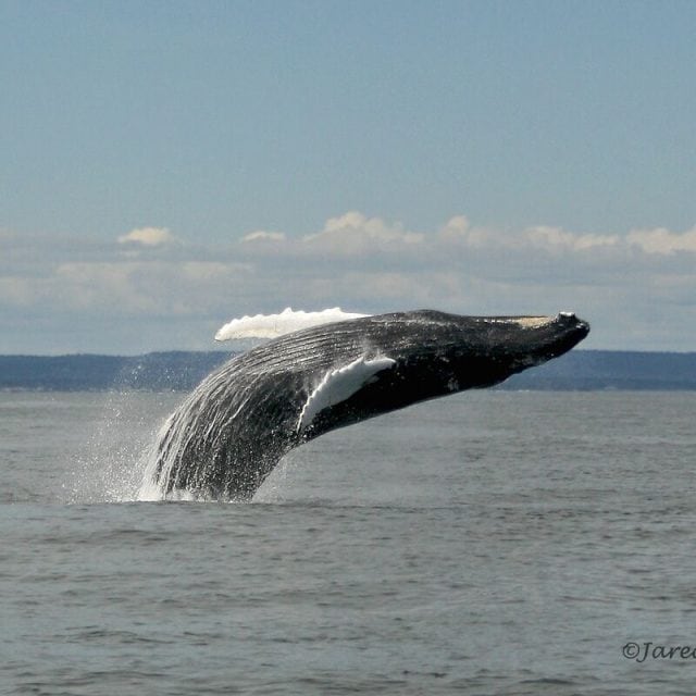 Humpback