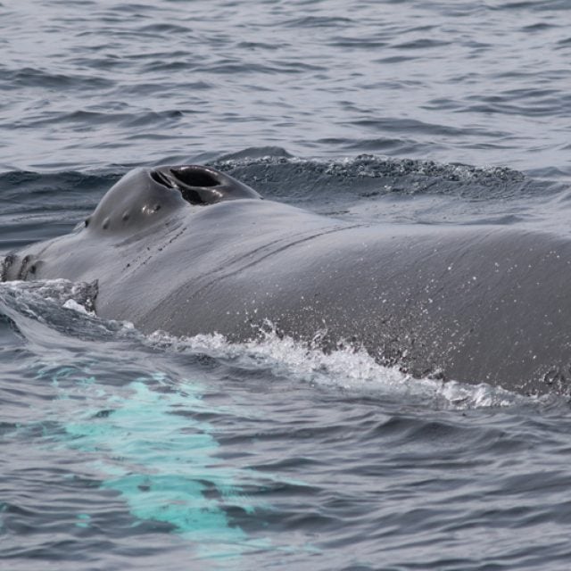 Humpback blowhole