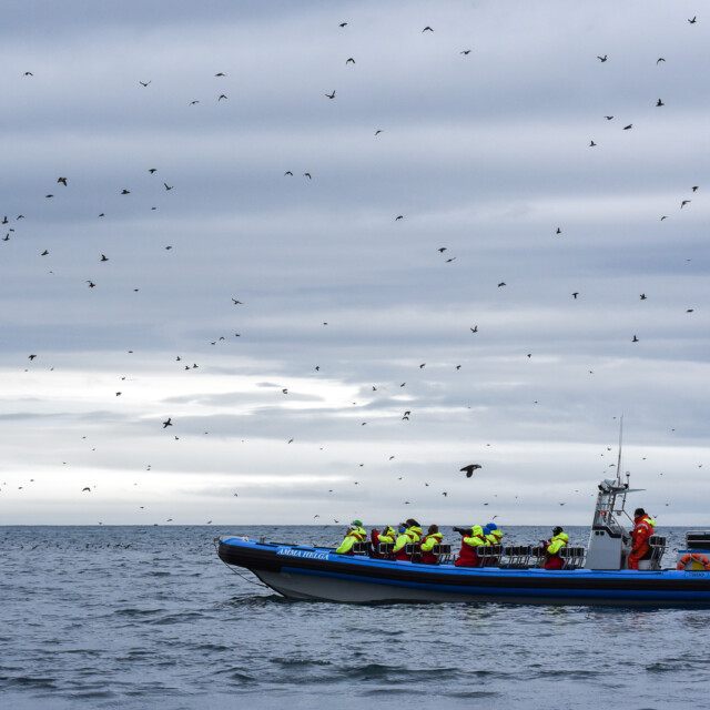 Puffins around whale-watching boat, Húsavík