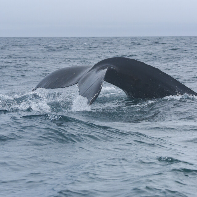 Whale watching at Húsavík