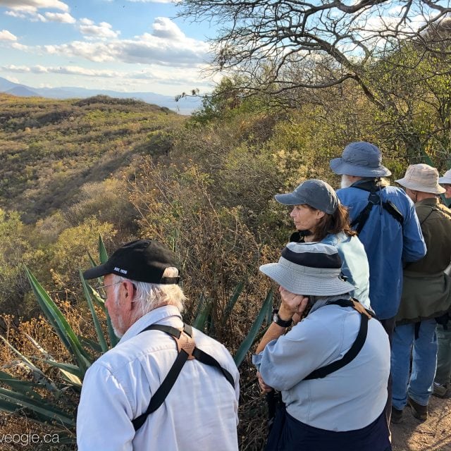 Birding in Southern Mexico