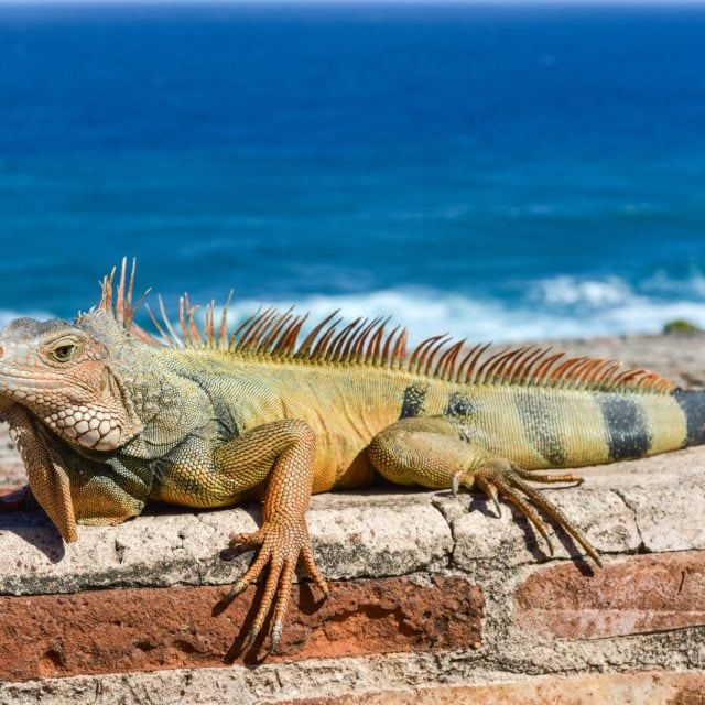 Iguana