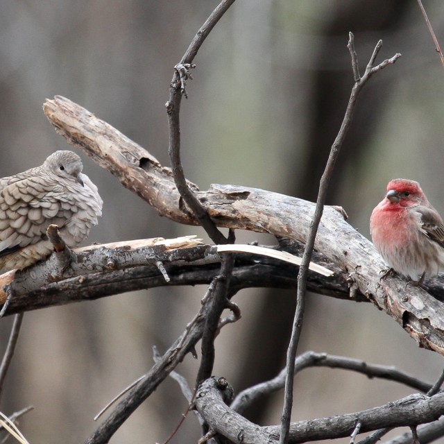 Inca Dove and House Finch