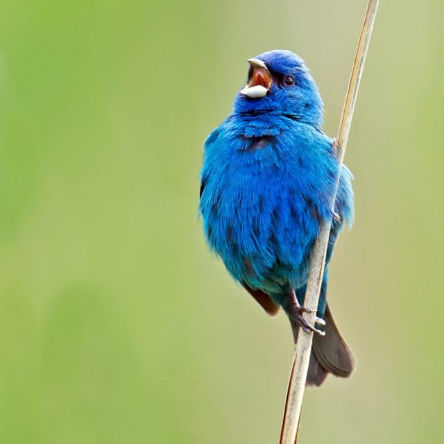 Indigo Bunting