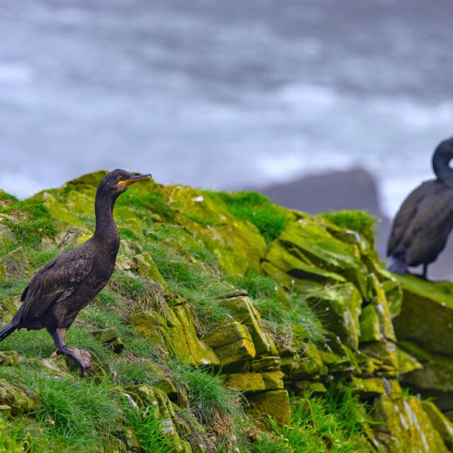 Isle of Staffa