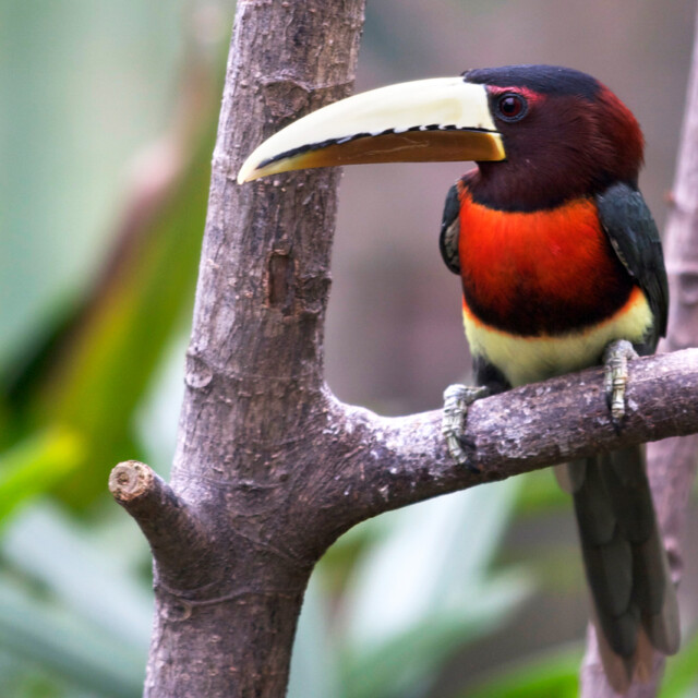 Ivory-billed Aracari