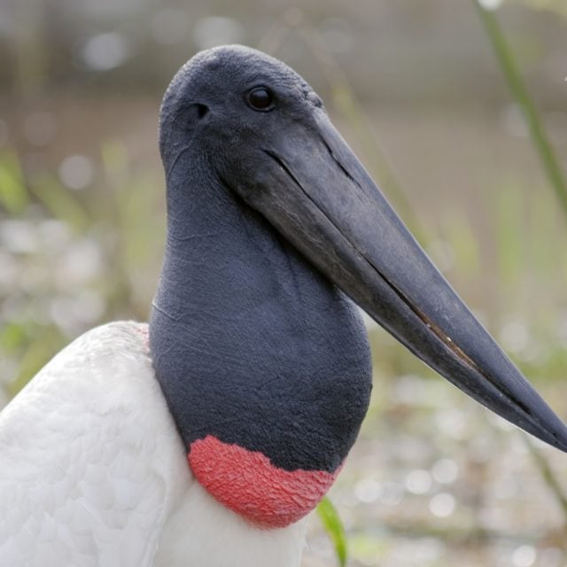 Jabiru