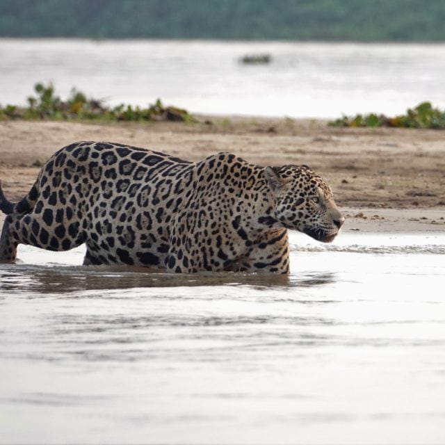 Jaguar going for a swim