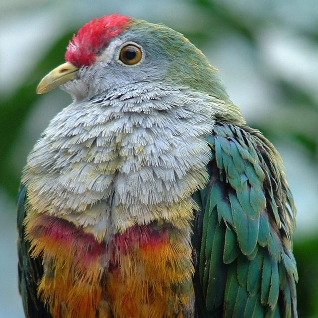 Jambu Fruit Dove