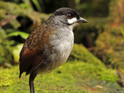Southern Ecuador