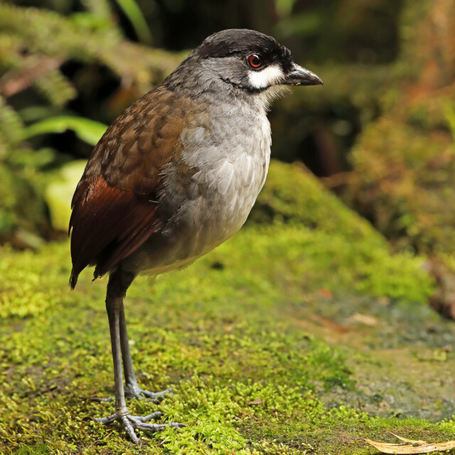Jocotoco Antpitta (Grallaria ridgelyi) adult standing on mossy ground