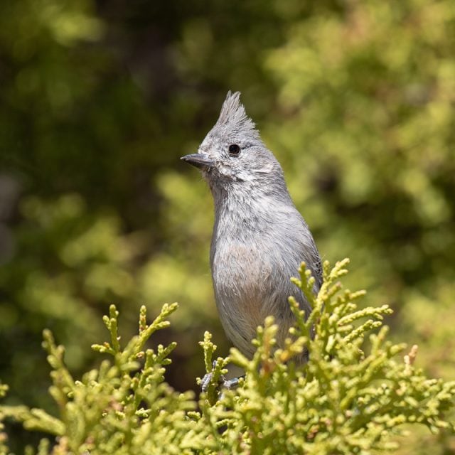 Juniper Titmouse © Chris Burney