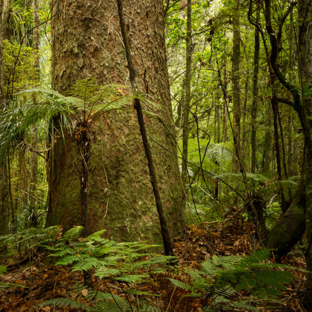 The kauri tree, Agathis australis, is New Zealand’s largest and most famous native tree. Ancestors of the kauri first appeared in the Jurassic Period 190 – 135 million years ago. The kauri forests are among the most ancient in the world. The oldest tree is estimated to be 2,000 years old. These can reach a height of almost 60 meters.