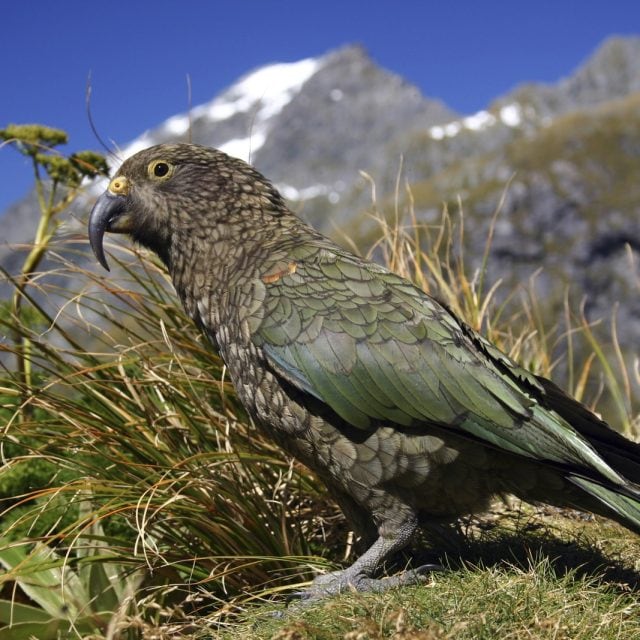 Kea