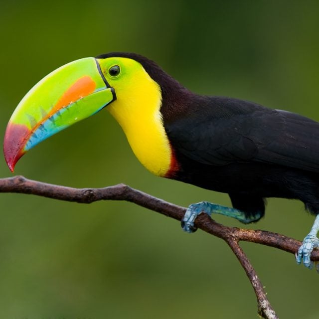 Keel-billed Toucan on branch
