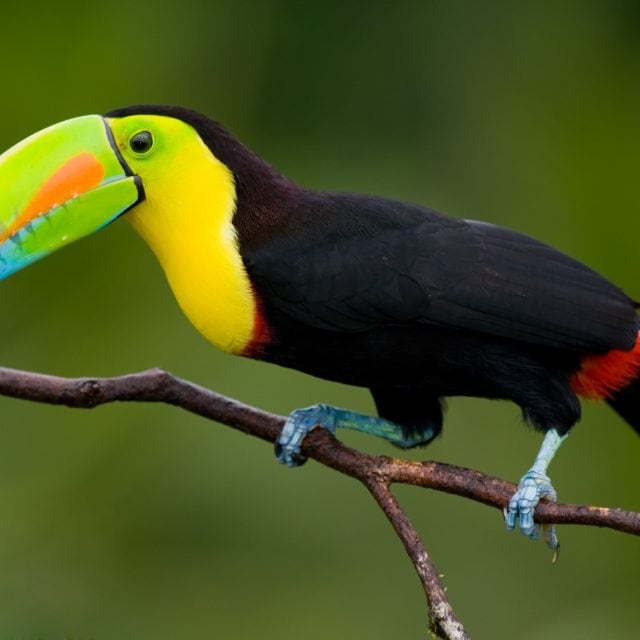 Keel-billed Toucan on branch