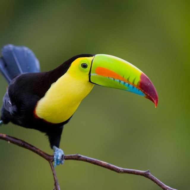 Keel-billed Toucan