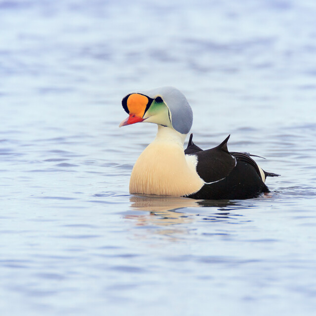 King Eider Male on Sea
