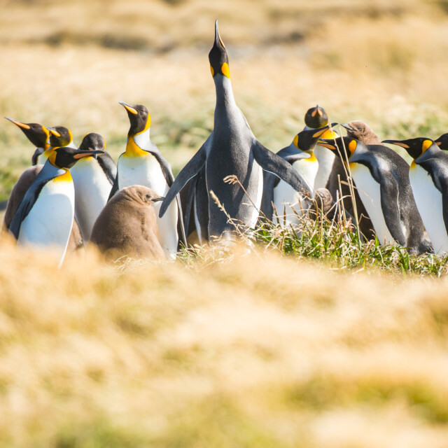King Penguin colony