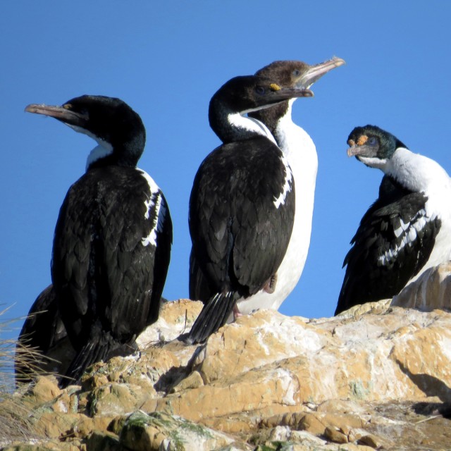 King Shag New Zealand