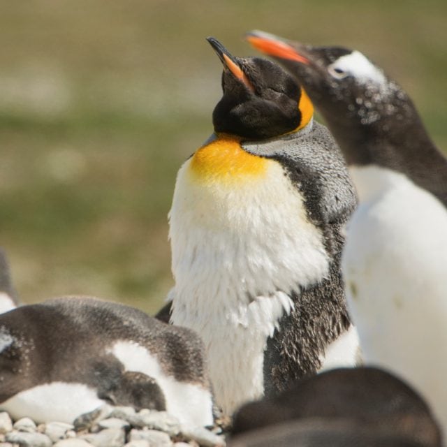 King and Gentoo penguins