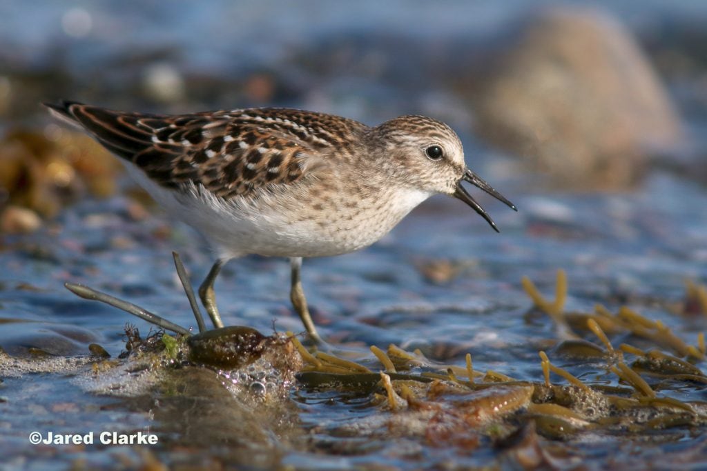 Least Sandpiper
