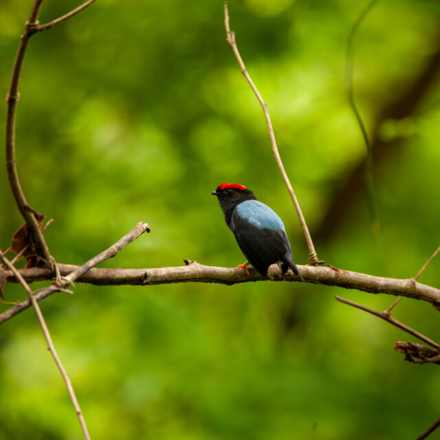 Lance-tailed Manakin