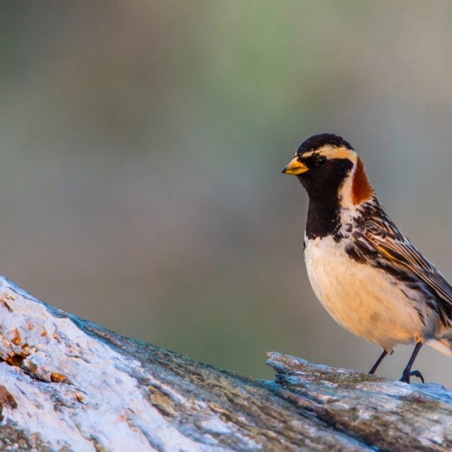 Lapland Longspur