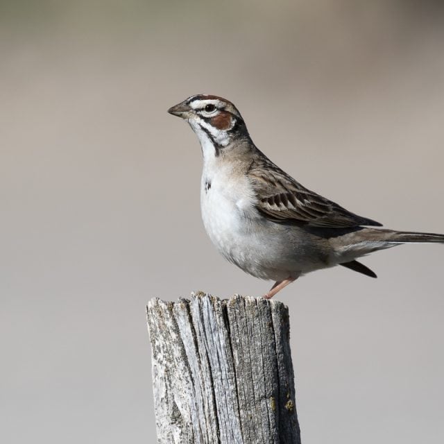 Lark Sparrow © Chris Burney