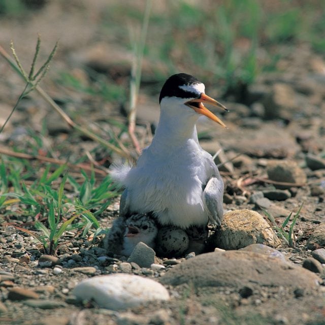 Least Tern on eggs