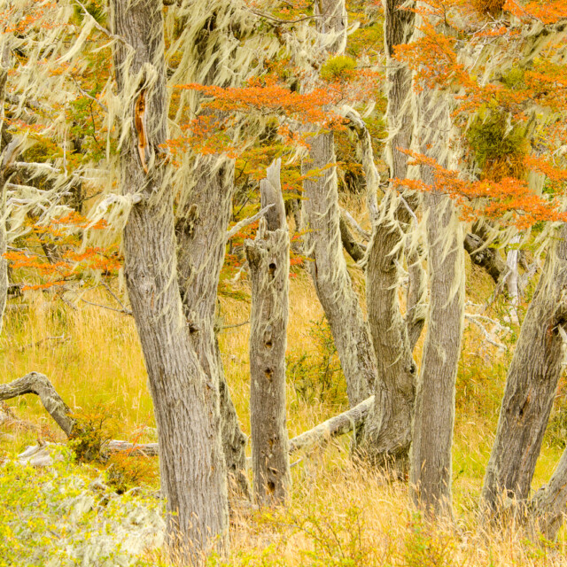 Lenga forest in fall colours