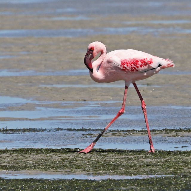 Lesser Flamingo